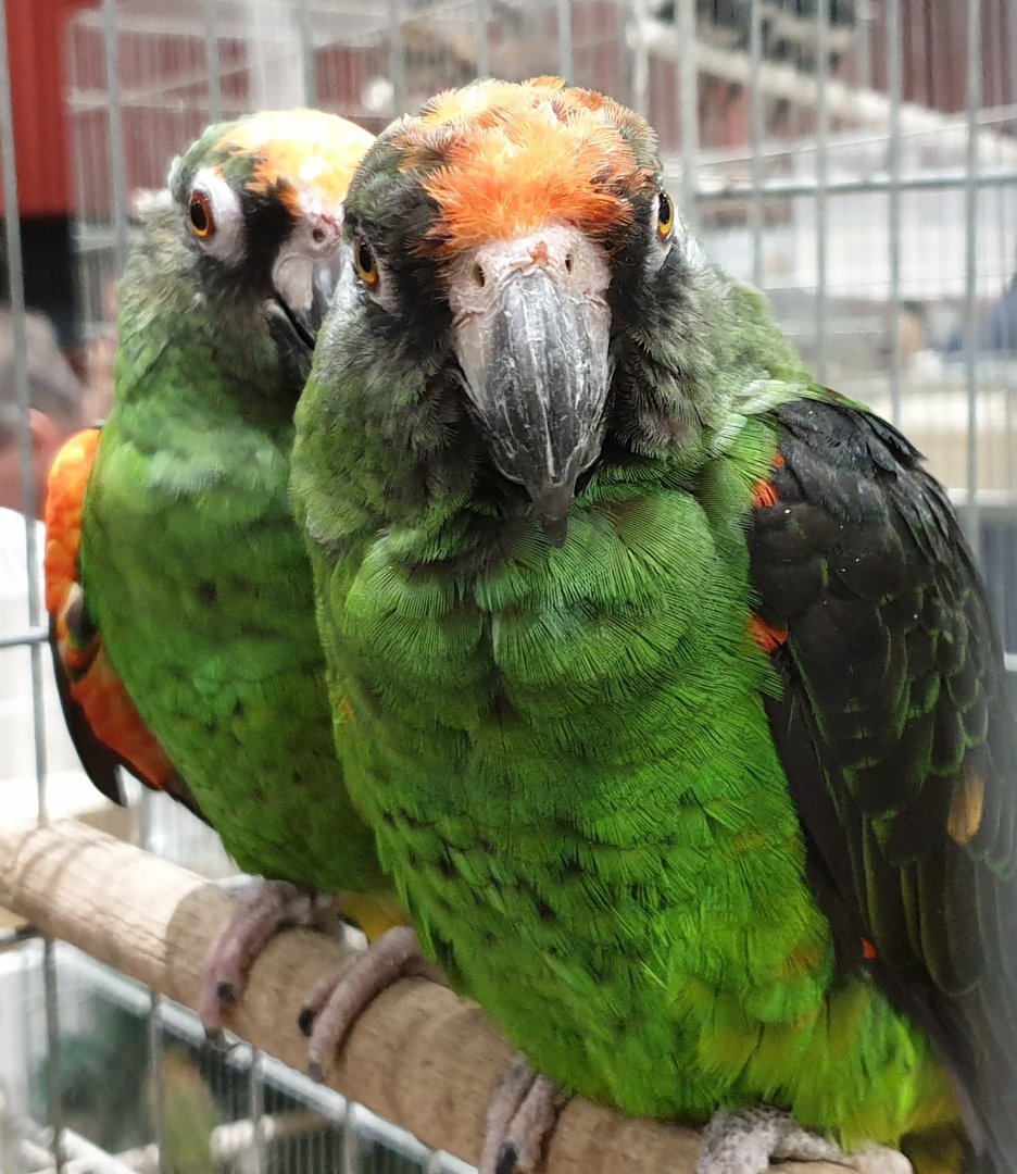 Red-fronted parrots