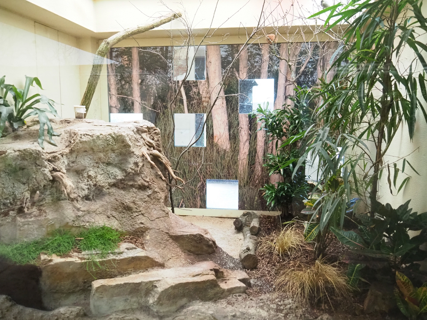 Red-fronted serin aviary, 2023-04-08