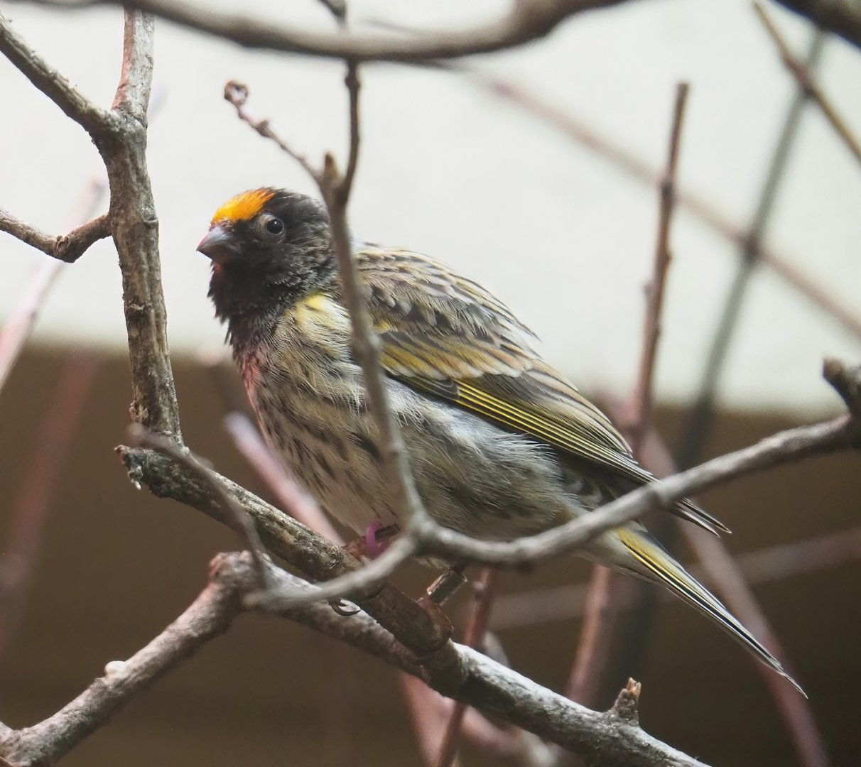 Red-fronted serin (Serinus pusillus), 2023-07-02