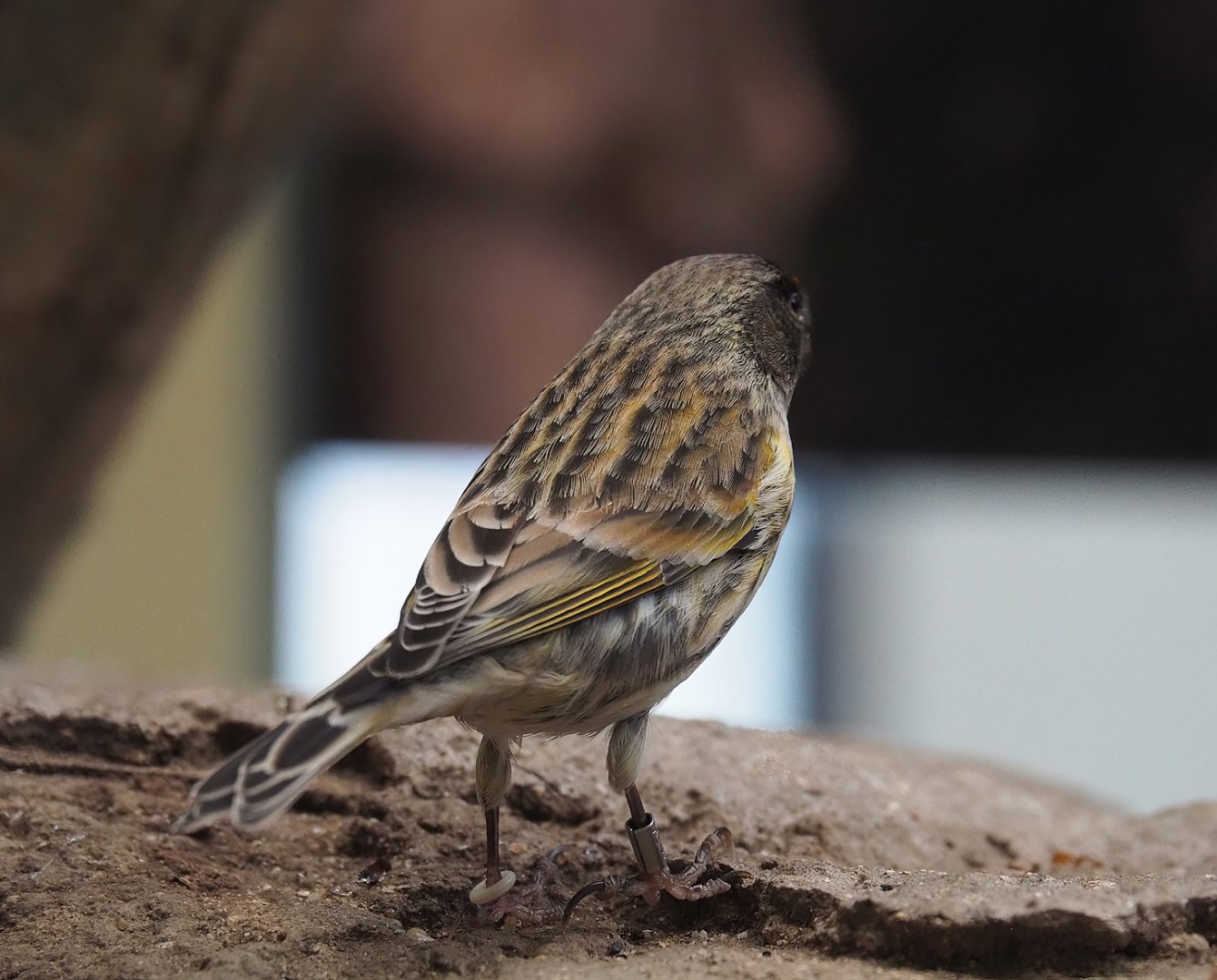 Red-fronted serin(Serinus pusillus), 2024-02-17