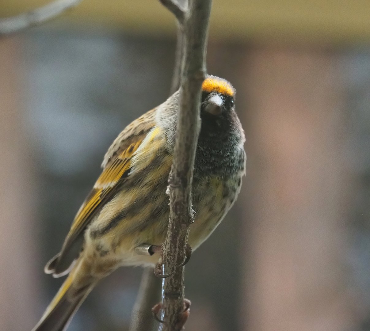 Red-fronted serin(Serinus pusillus), 2024-02-17