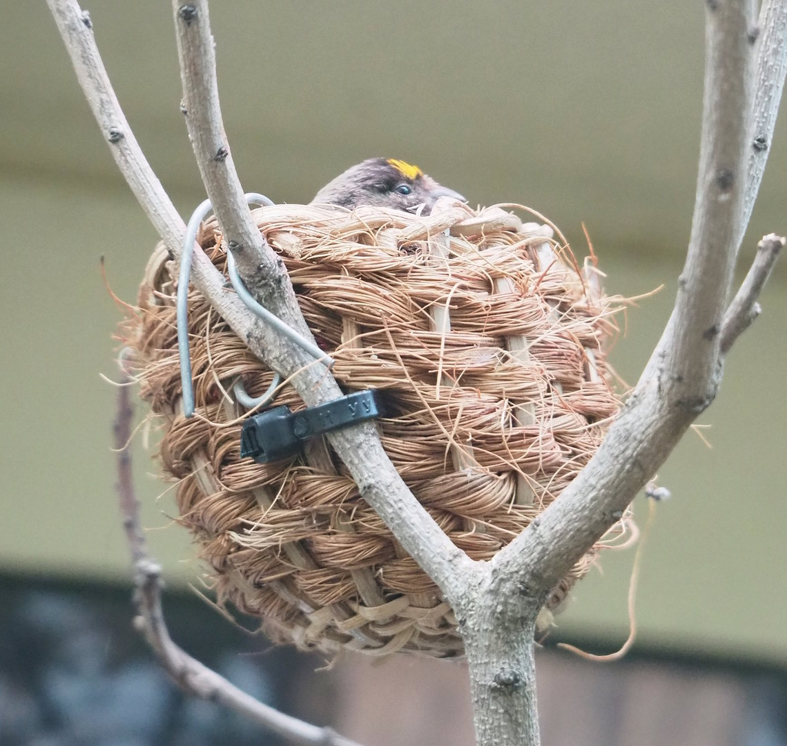 Red-fronted serin (Serinus pusillus) on nest, 2023-07-22