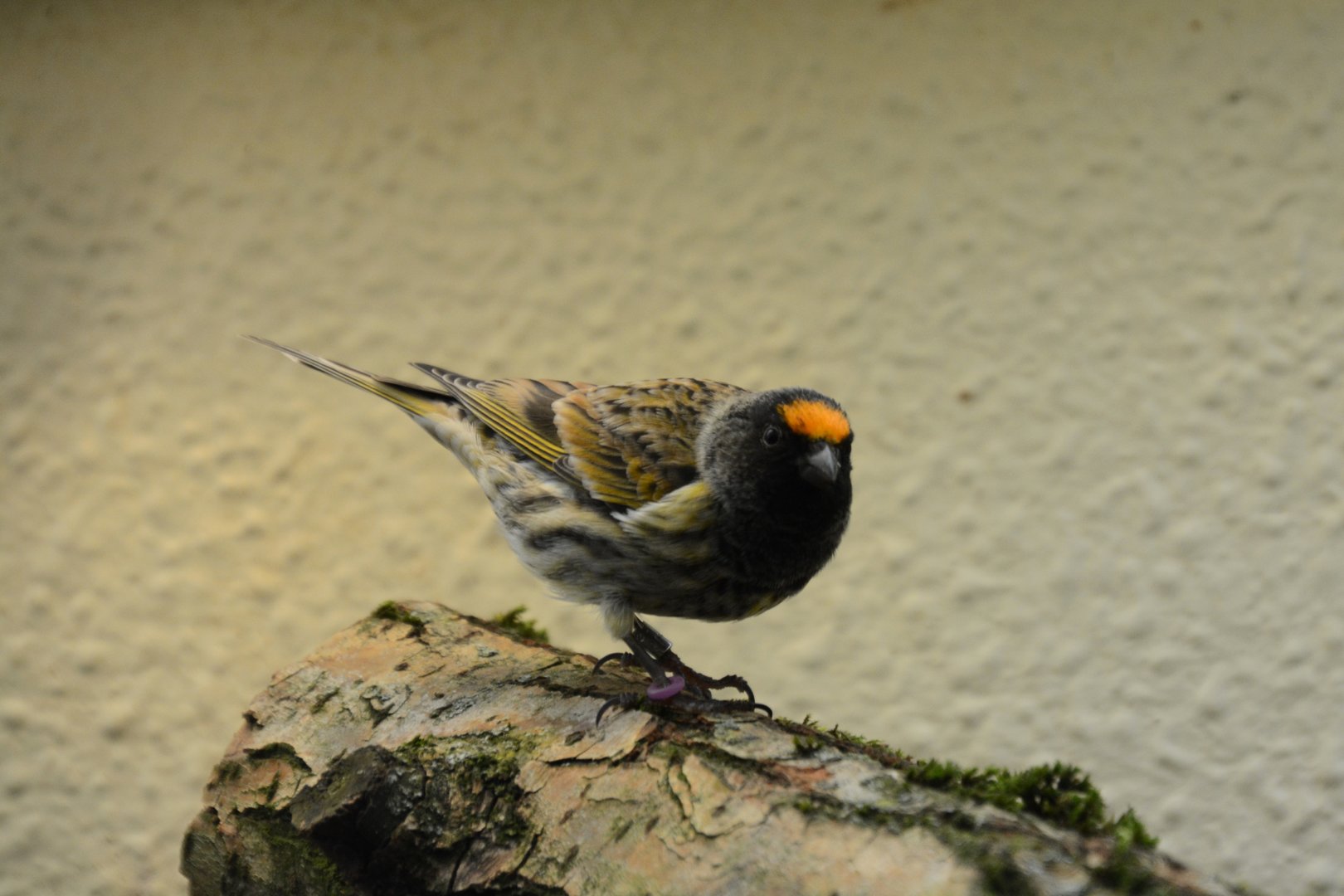 Red-fronted serin (Serinus pusillus)