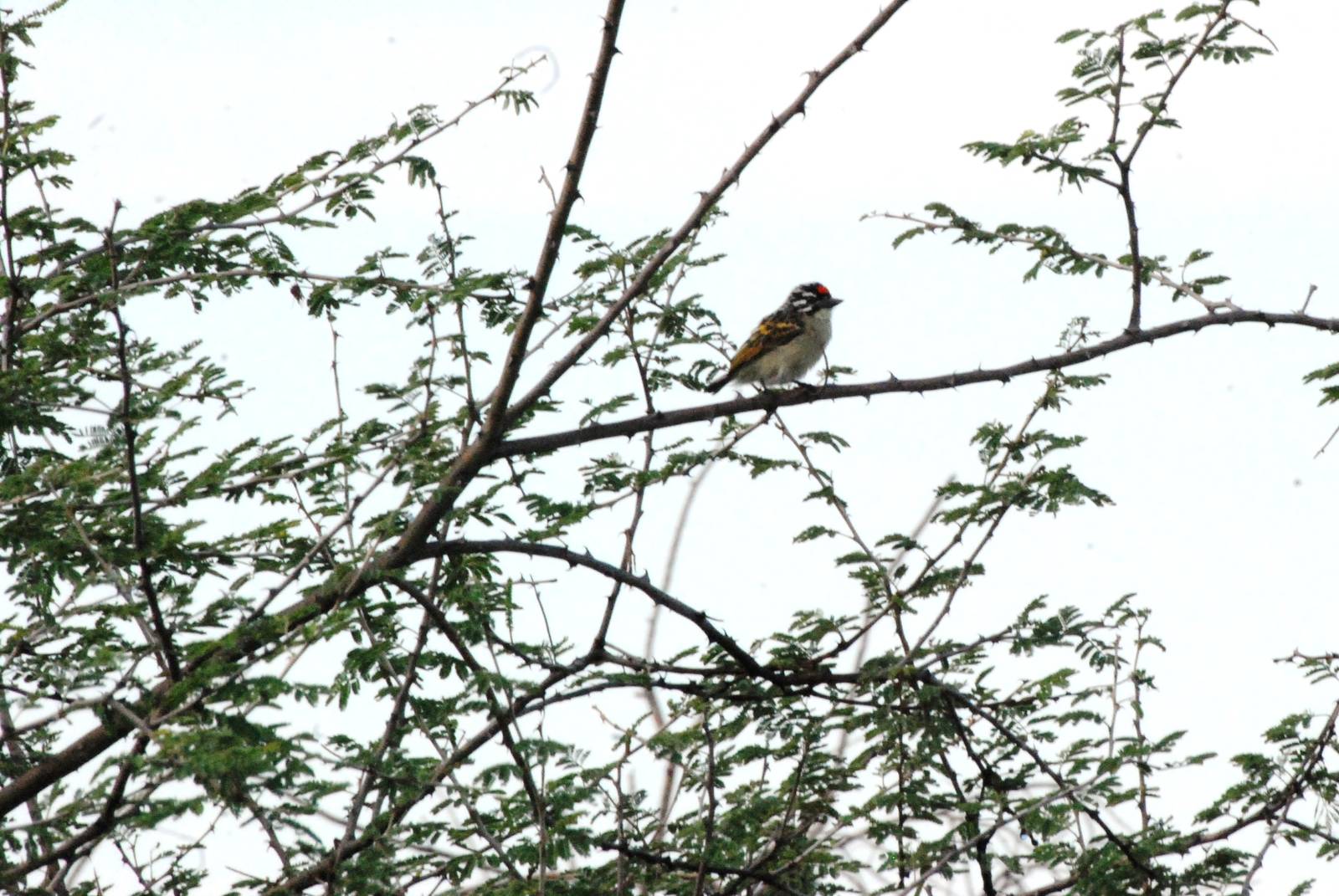 Red-fronted Tinkerbird in Awash NP, 12/10/14