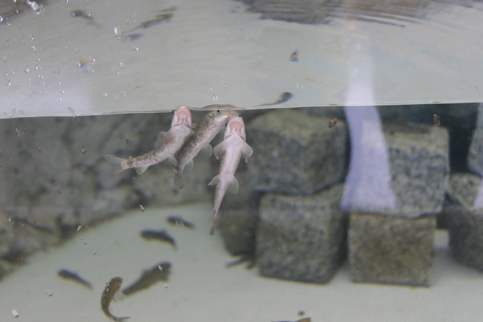 Red Garra (Garra rufa) - Uozu Aquarium