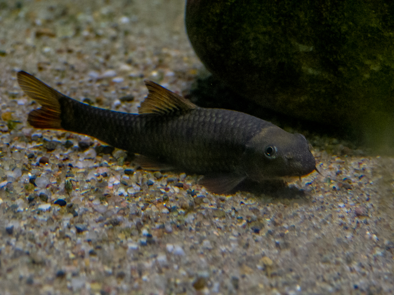 red garra (Garra rufa)