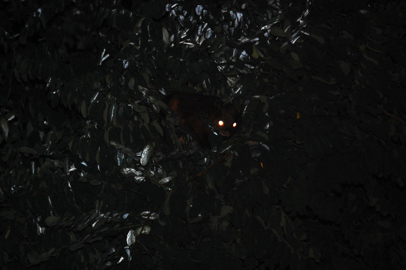 Red giant flying squirrel - Ayubia National Park 22/8/2020