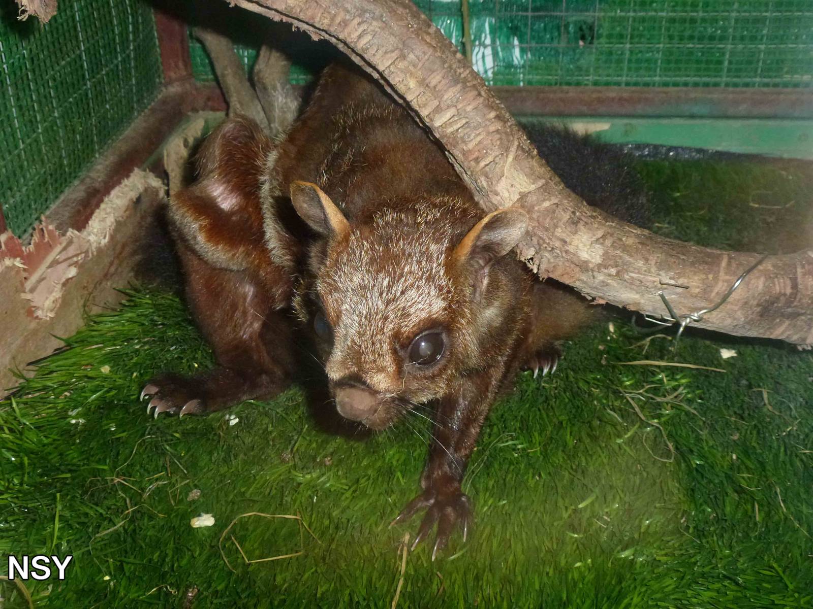 Red giant flying squirrel, June 2013.