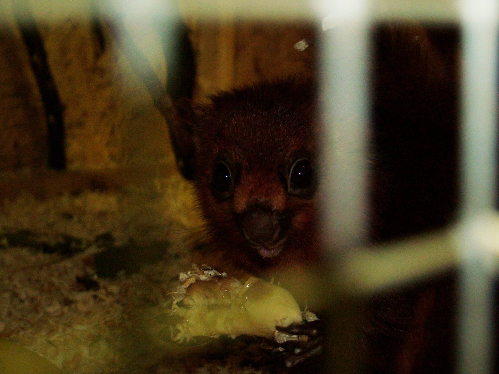 Red Giant Flying Squirrel Off-show at Prague Terrarium, 26/08/12