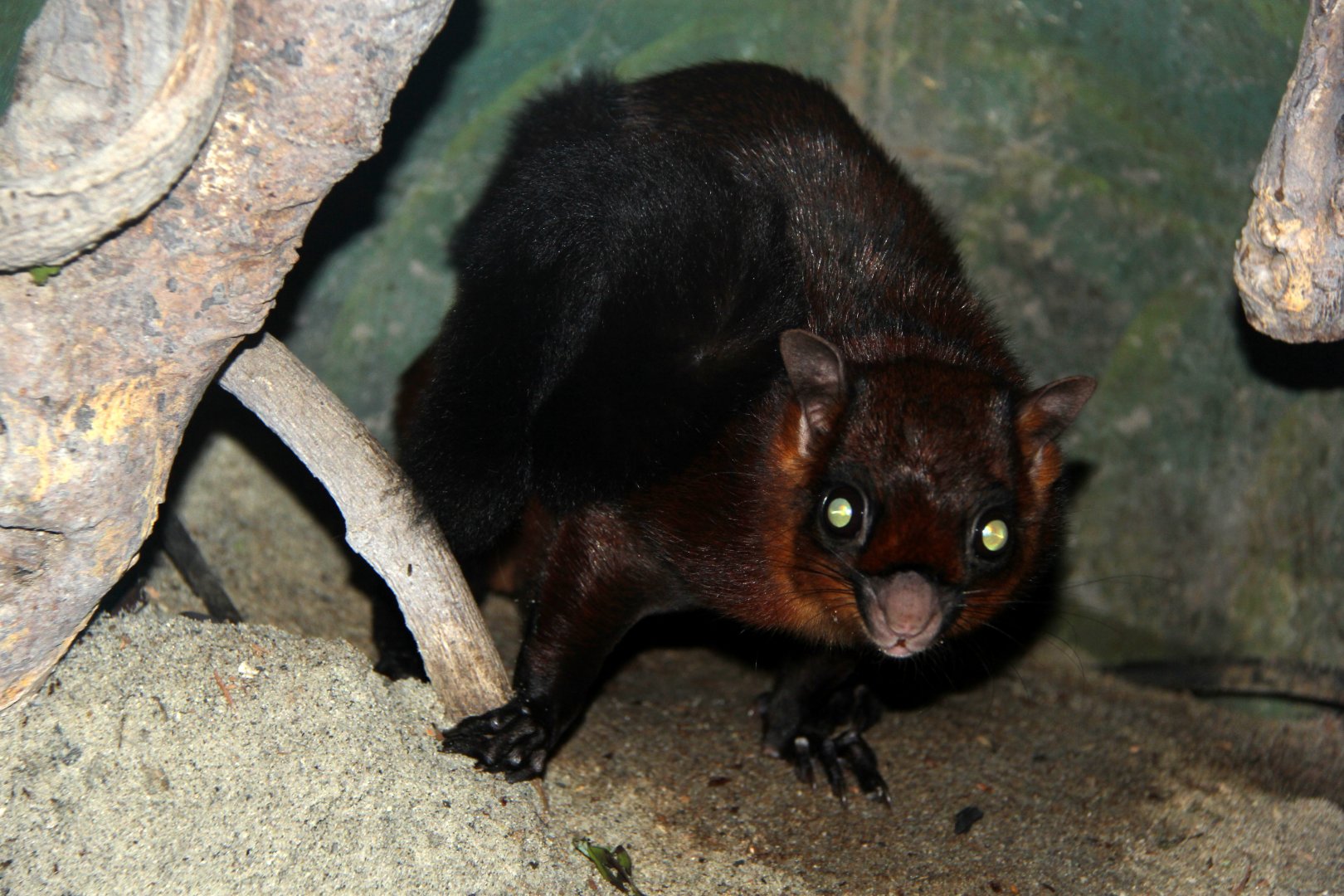 red giant flying squirrel (Petaurista petaurista)