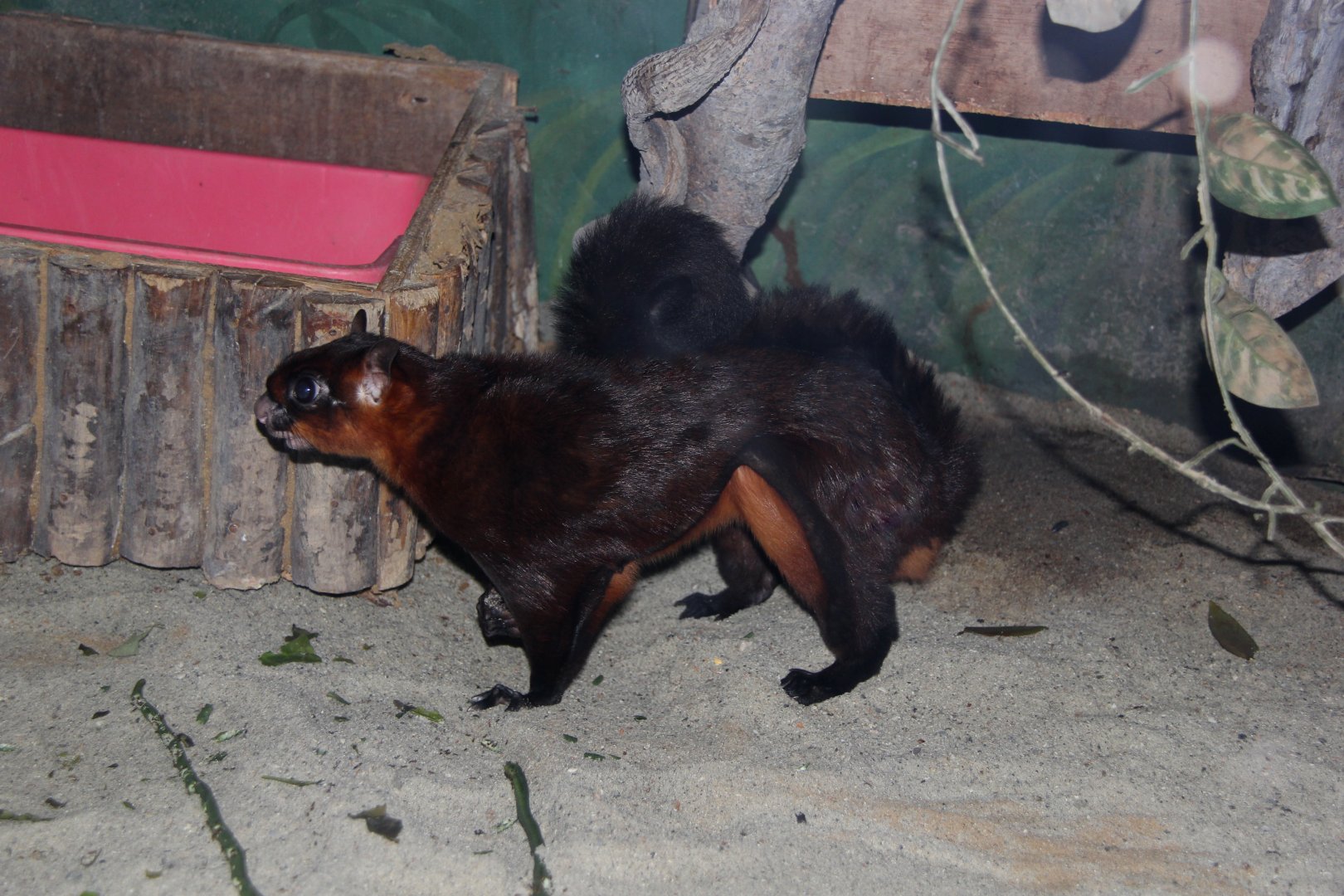 red giant flying squirrel (Petaurista petaurista)