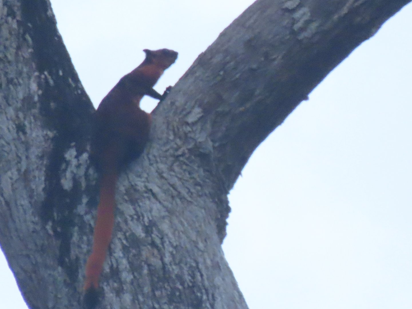 Red giant flying squirrel (Petaurista petaurista)