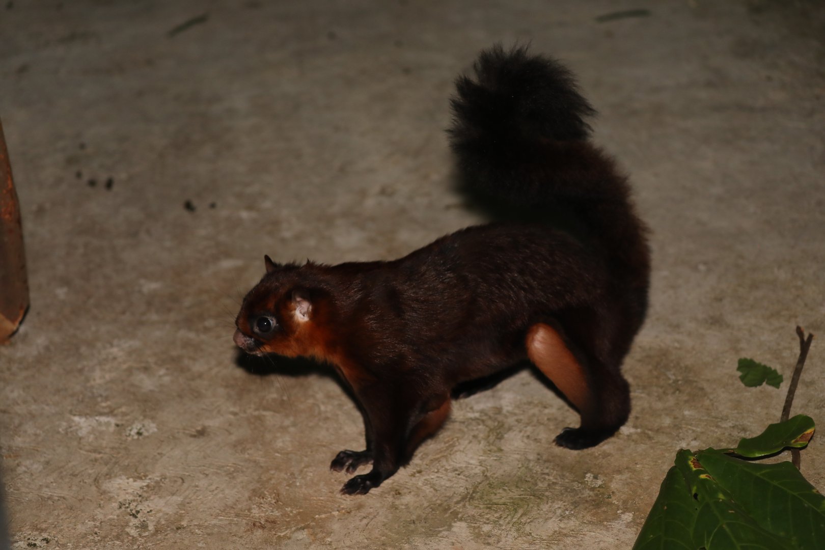red giant flying squirrel (Petaurista petaurista)