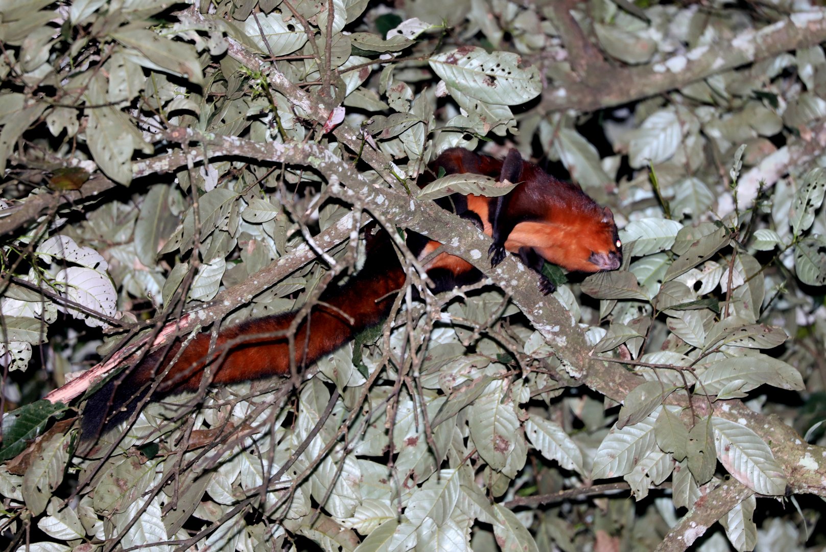 red giant flying squirrel (Petaurista petaurista)
