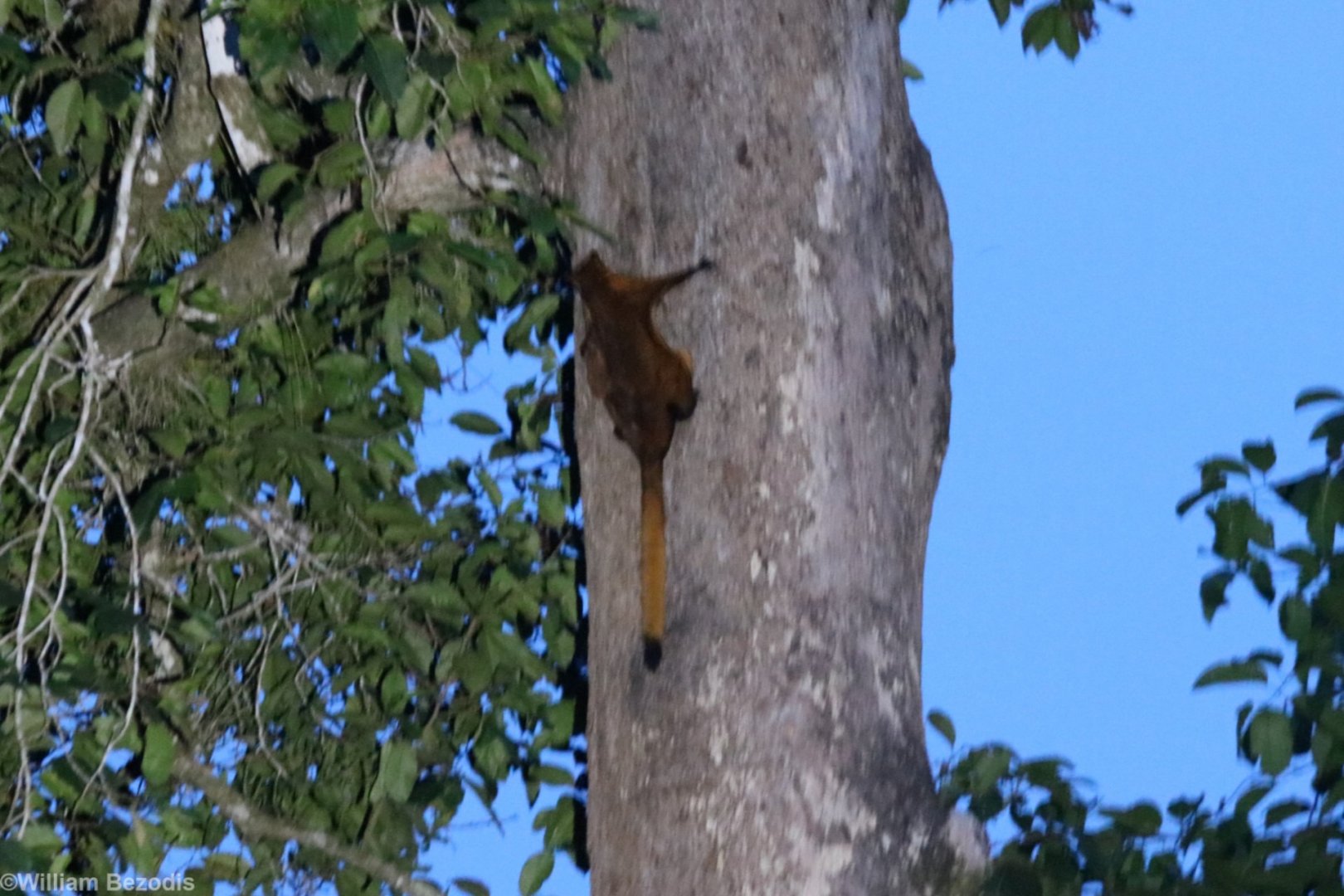 Red Giant Flying Squirrel - Sepilok