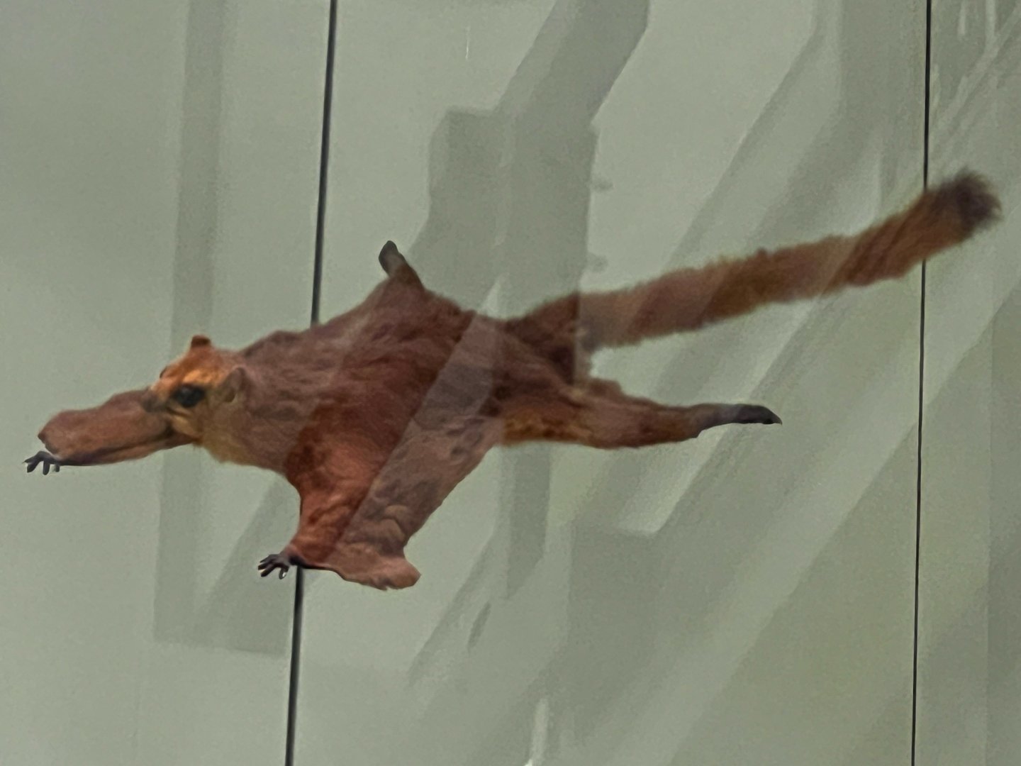 Red Giant Flying Squirrel