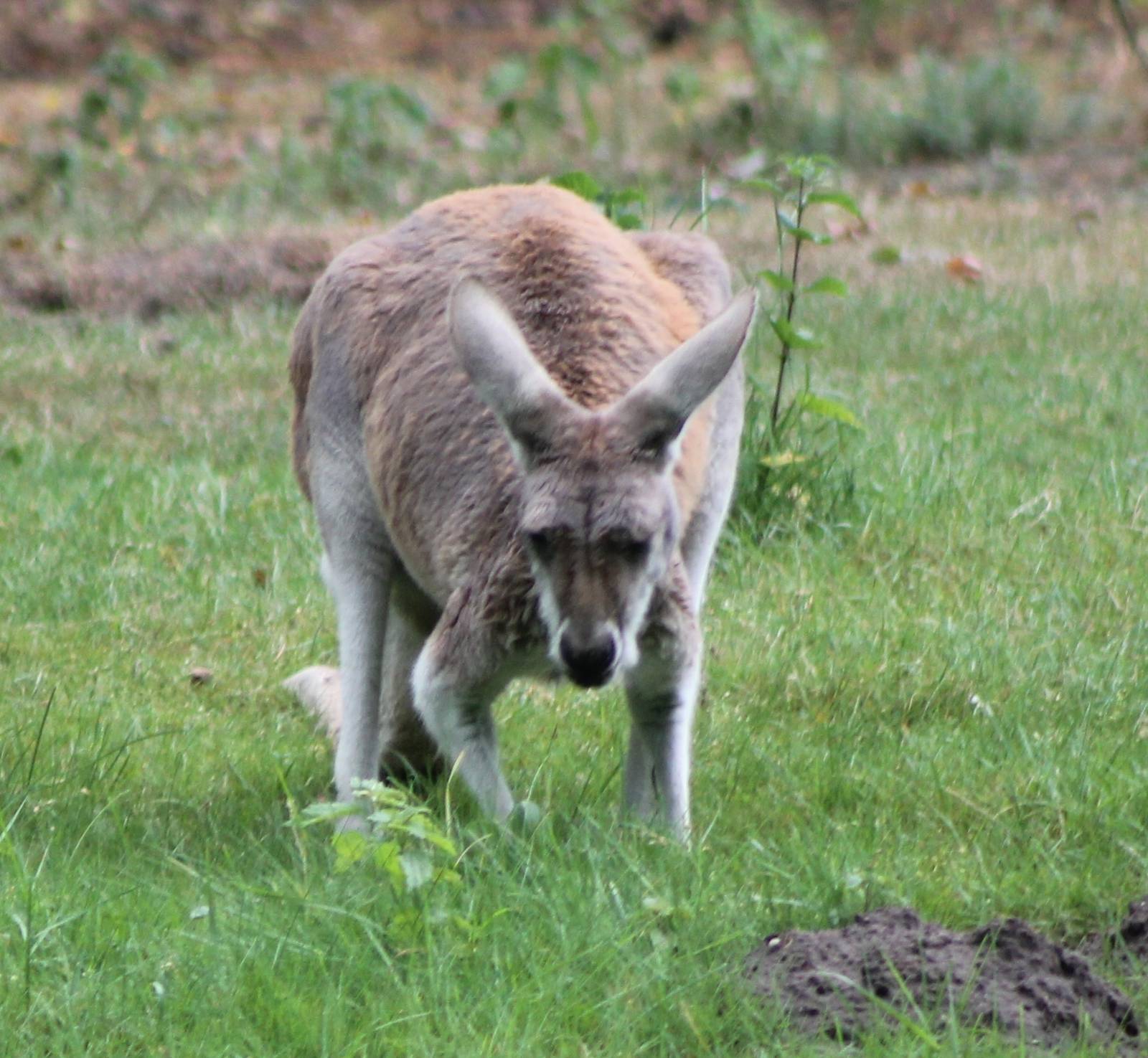 Red giant kangaroo