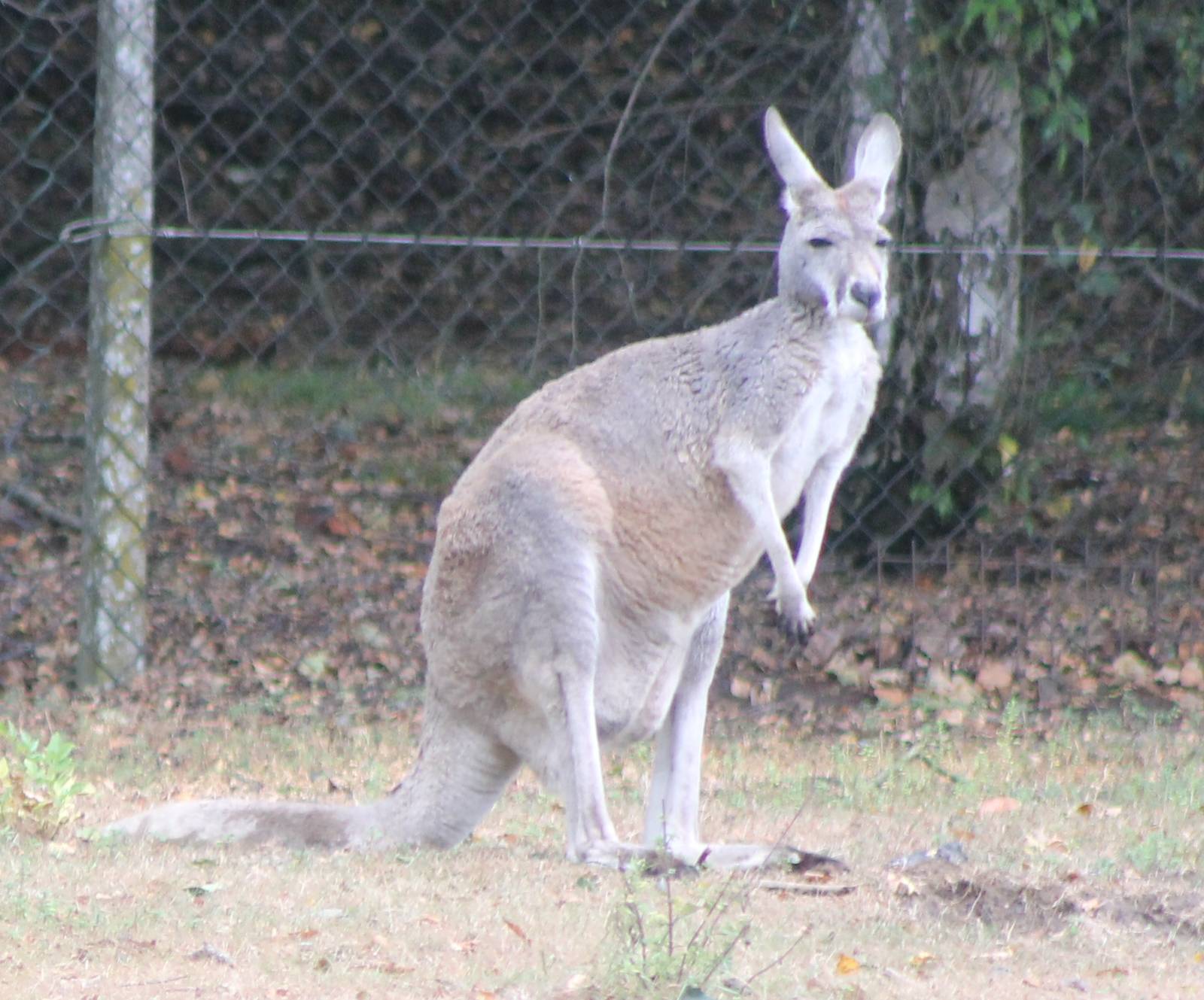 Red Giant Kangaroo