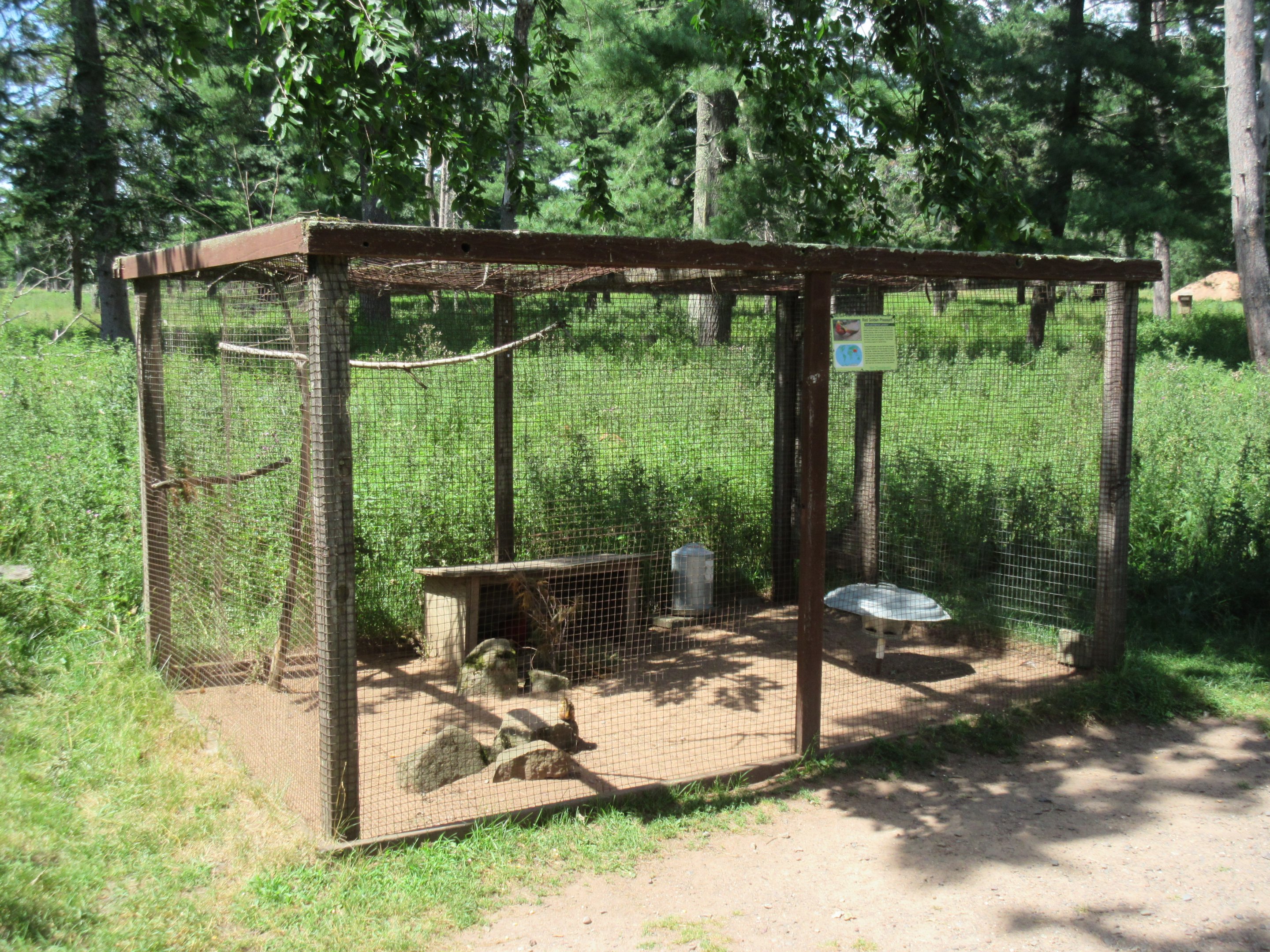 Red Golden Pheasant Exhibit
