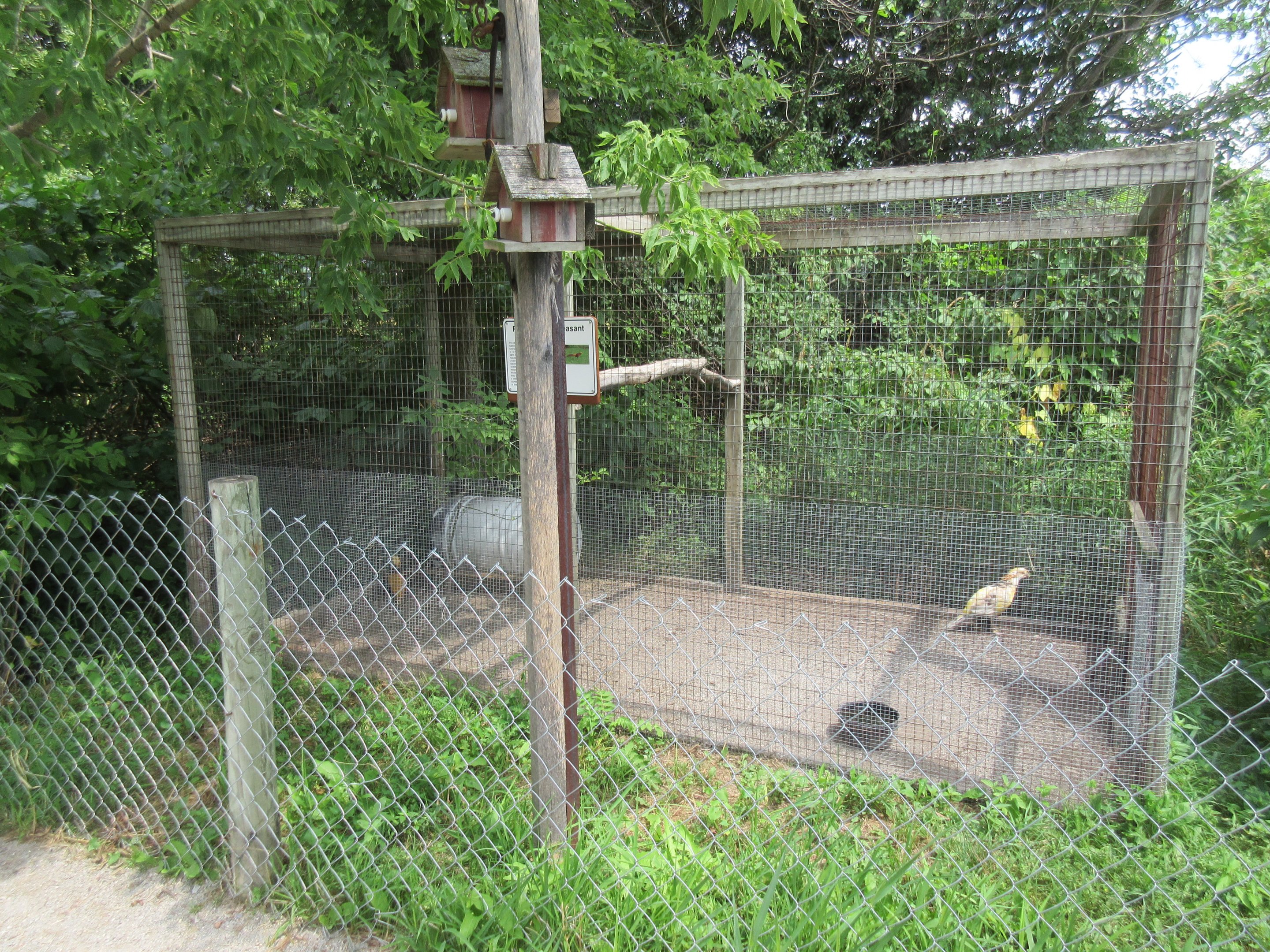 Red Golden Pheasant Exhibit