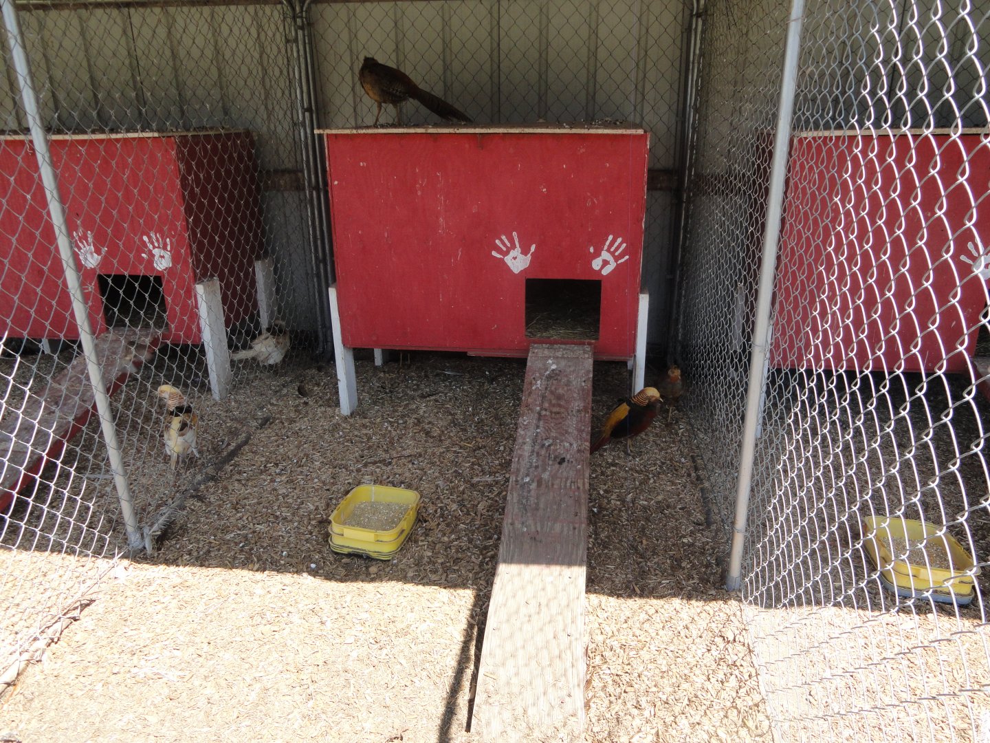 Red Golden Pheasant Exhibit