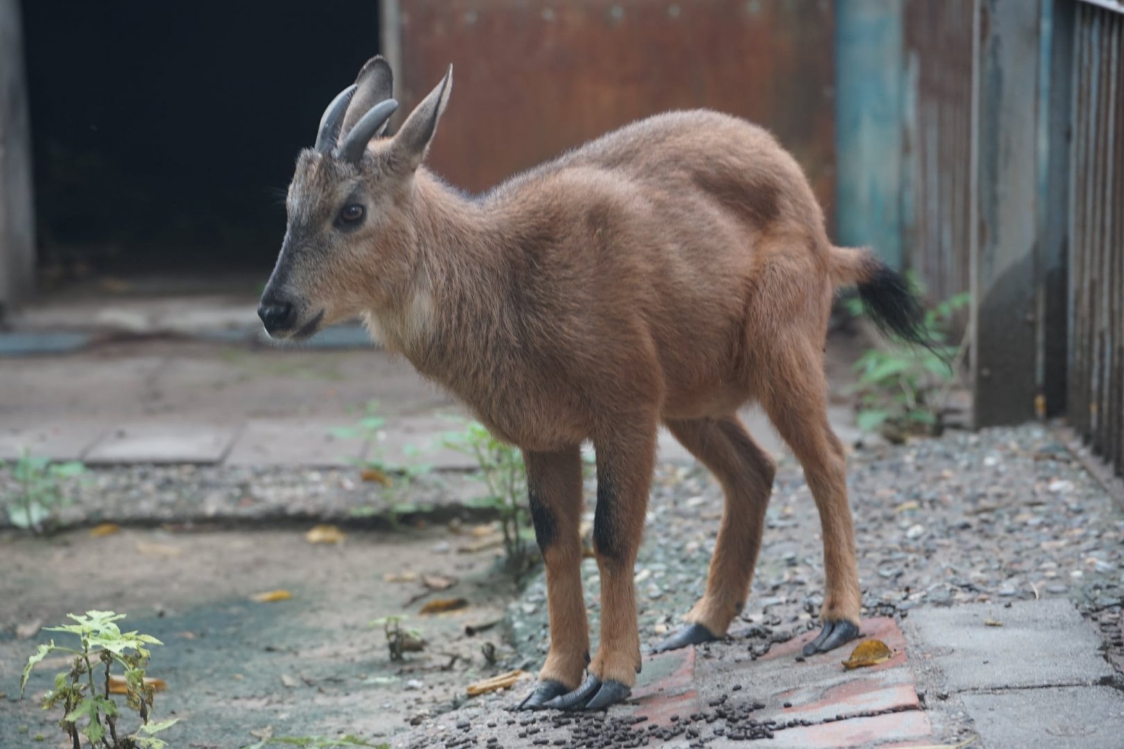 Red Goral/ Chinese Goral Hybrid