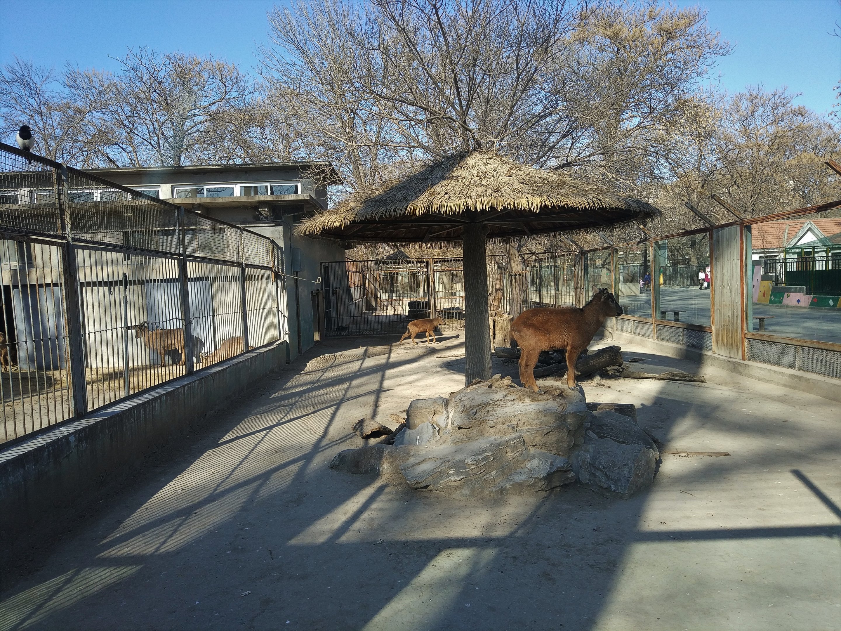 Red Goral Enclosure