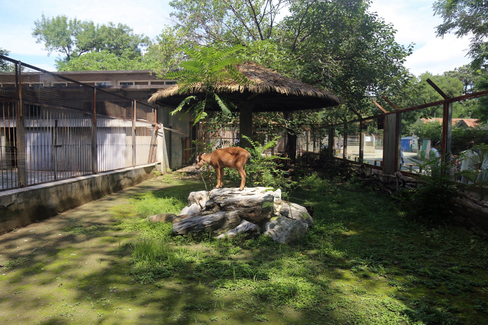 “Red” Goral Enclosure