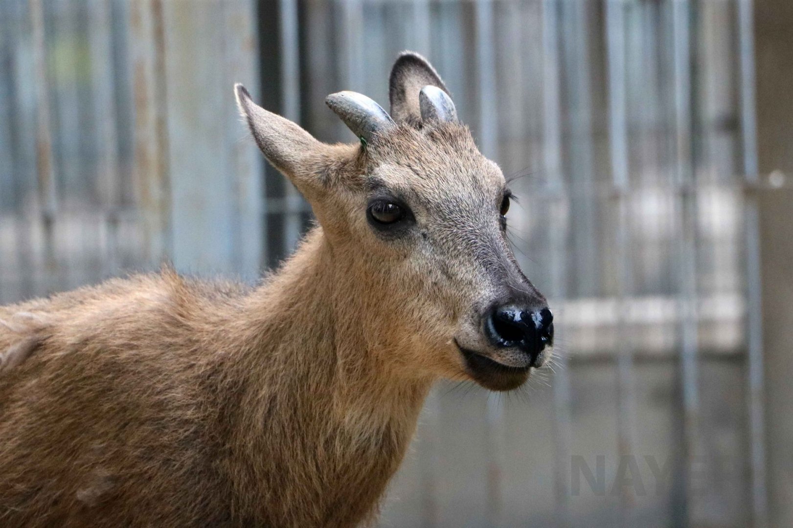 Red goral, July 2016