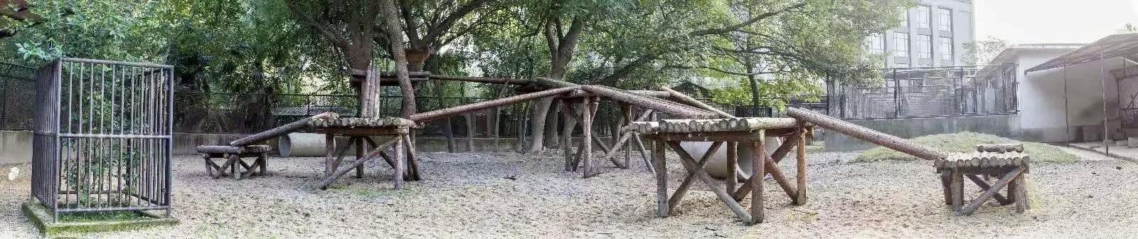 Red Goral Main Yard (from the zoo's social media account)