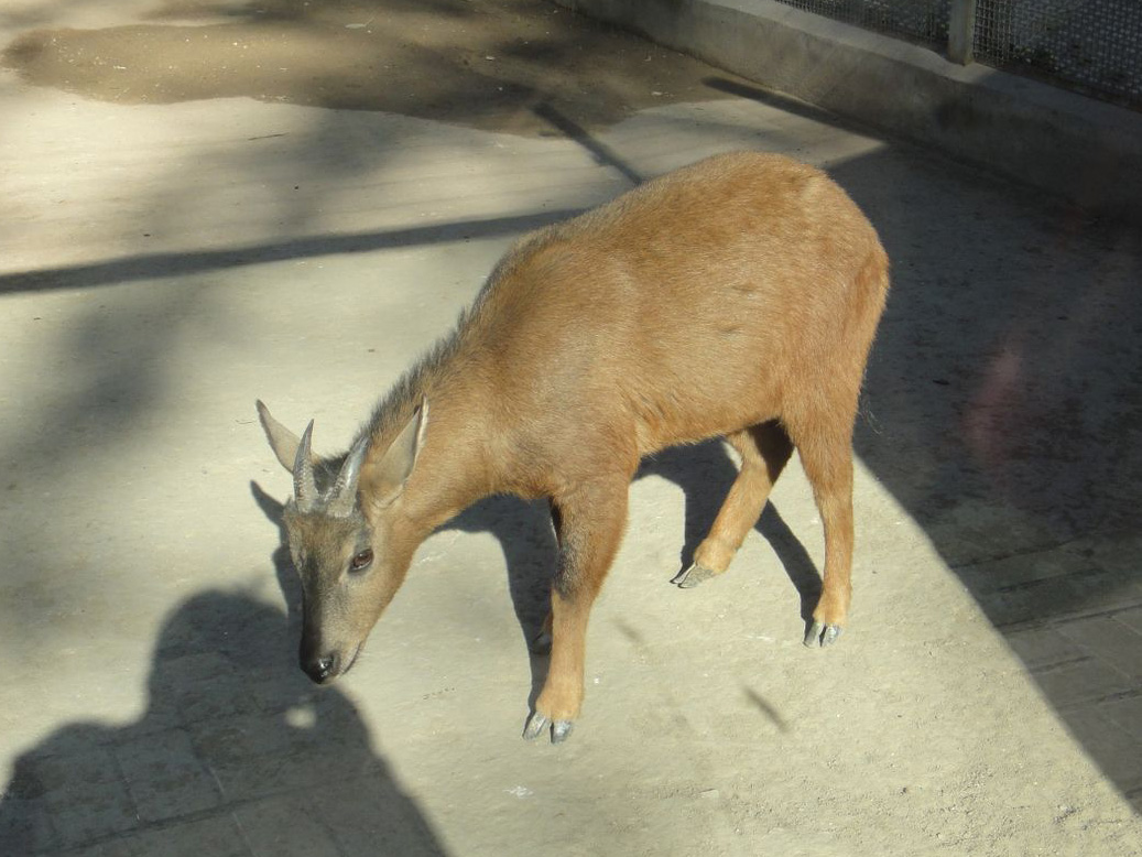 Red goral (Naemorhedus baileyi) #1 2013-11-26