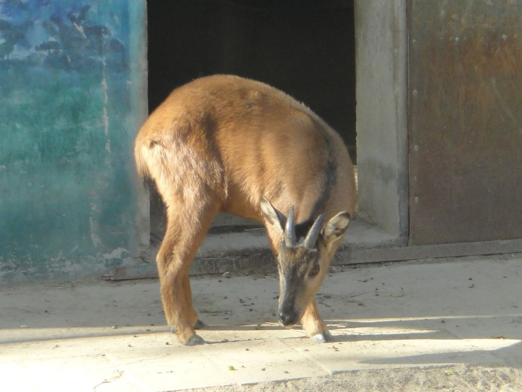 Red goral (Naemorhedus baileyi) #1 2013-11-26