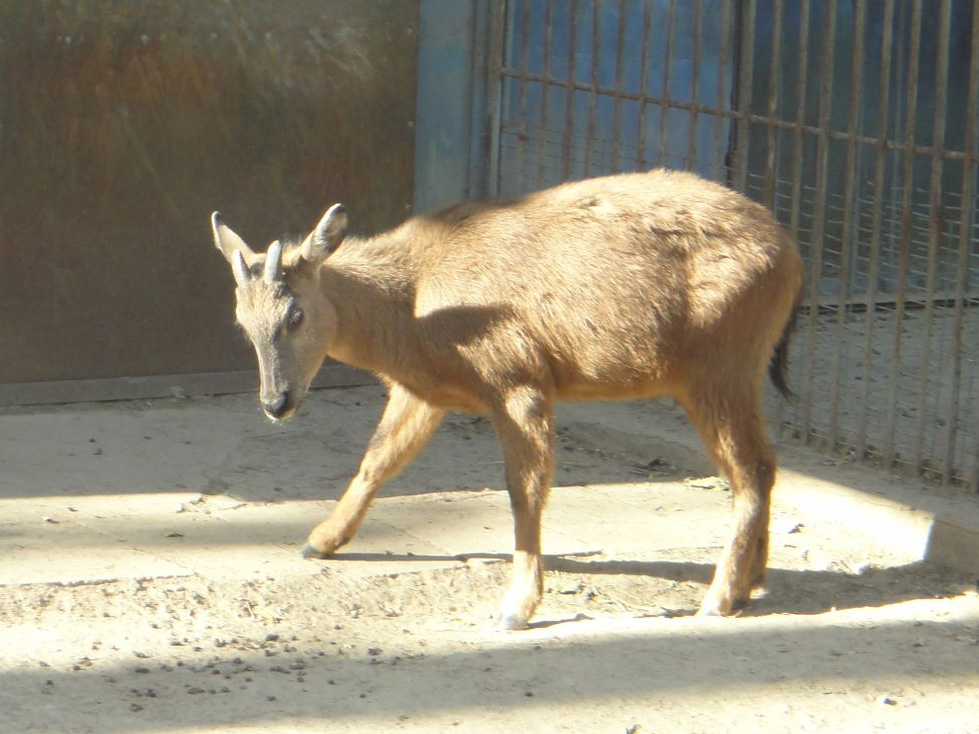 Red goral (Naemorhedus baileyi) #2 2013-11-26