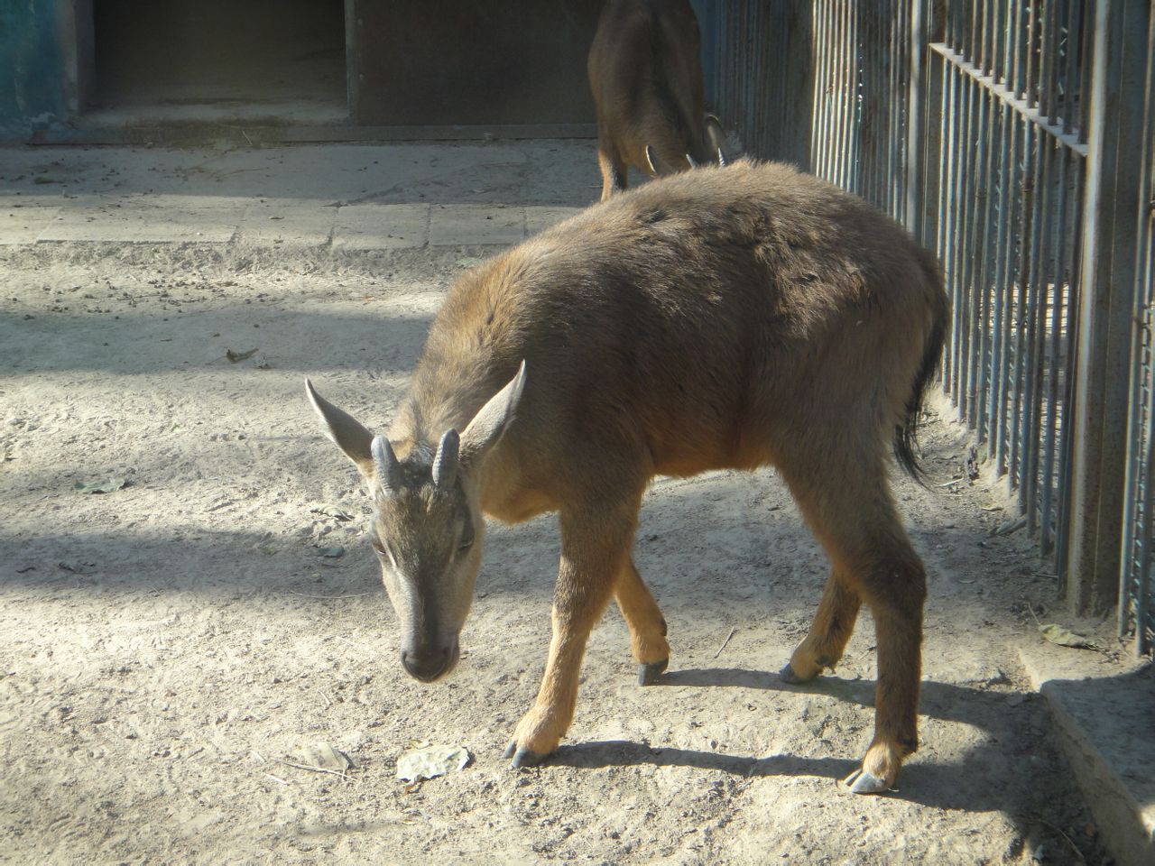 Red goral (Naemorhedus baileyi) #2 2013-11-26