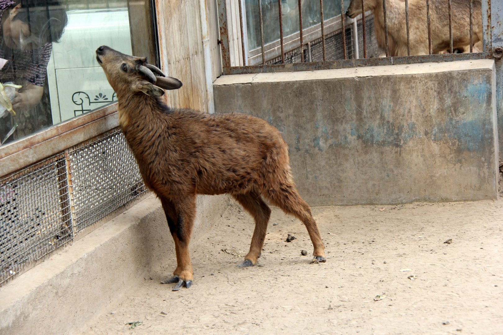 red goral (Naemorhedus baileyi cranbrooki)