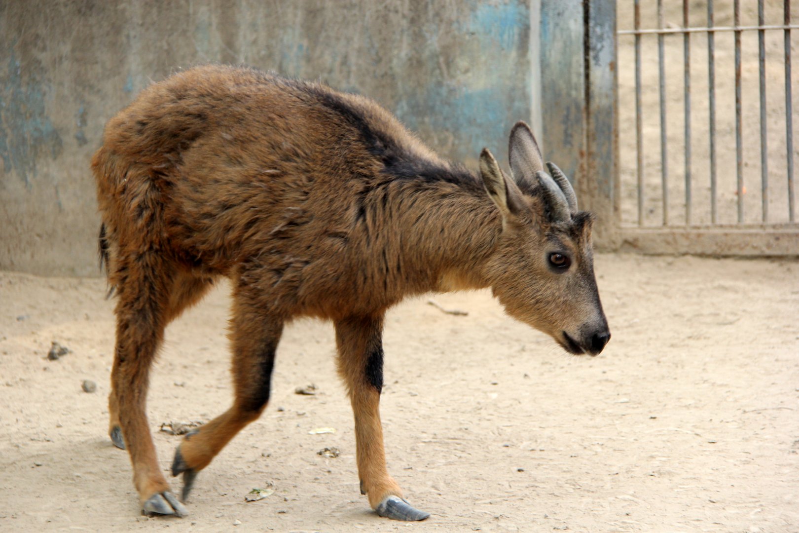 red goral (Naemorhedus baileyi cranbrooki)