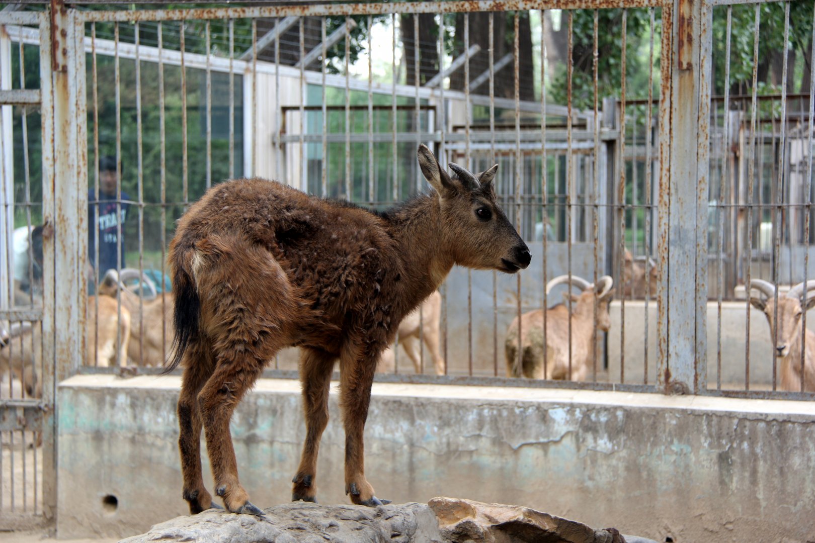 red goral (naemorhedus baileyi cranbrooki)