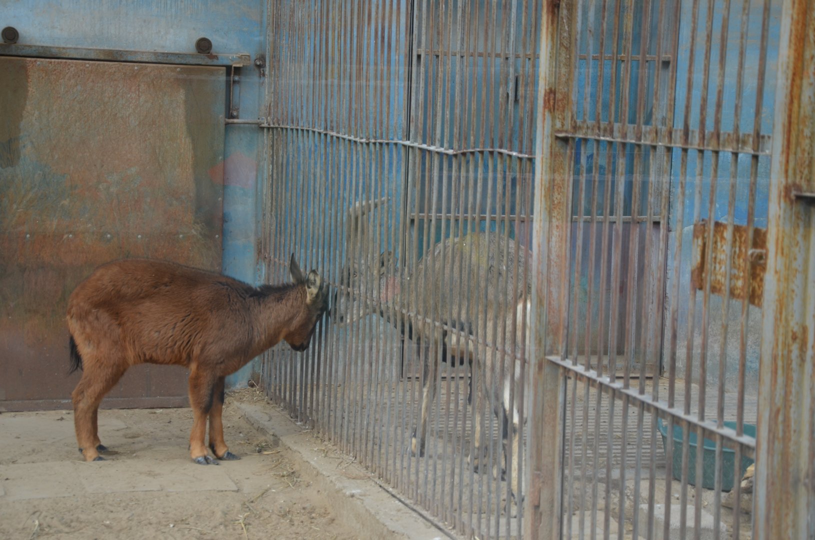 Red Goral/Naemorhedus baileyi with Blue Sheep/Pseudois nayaur