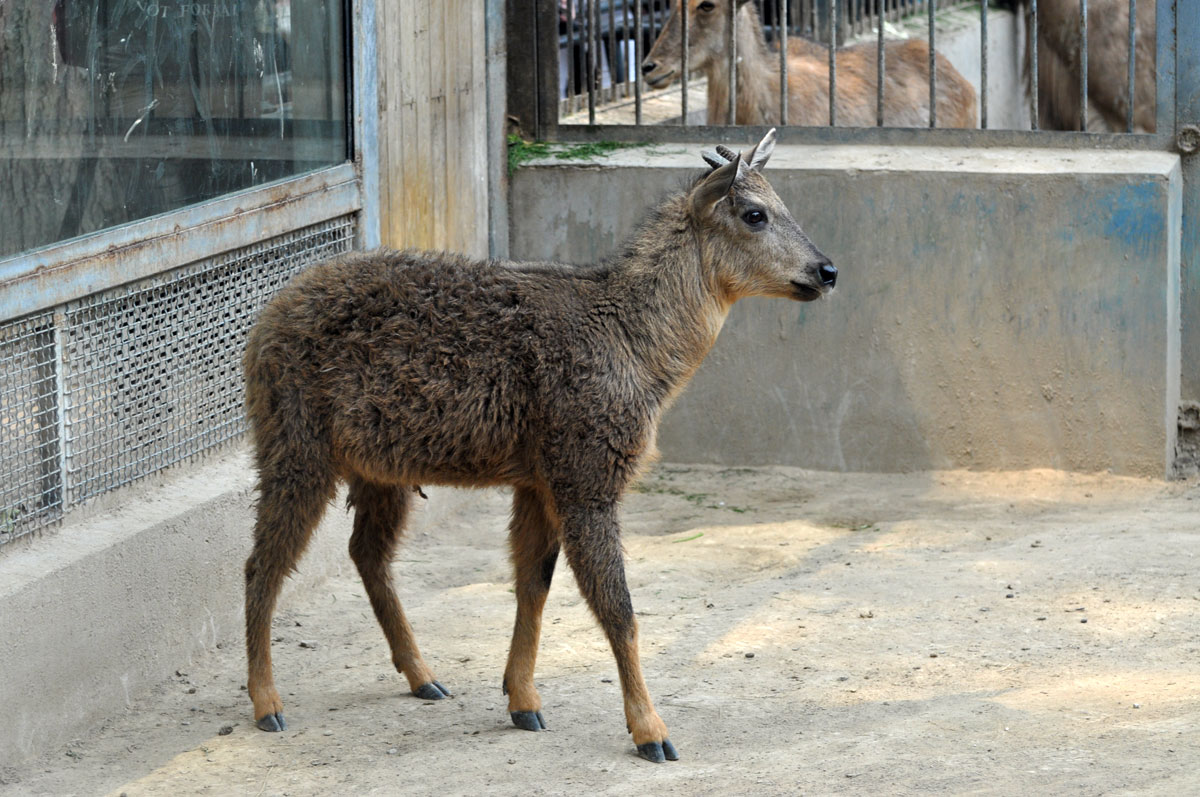 Red goral / Naemorhedus baileyi