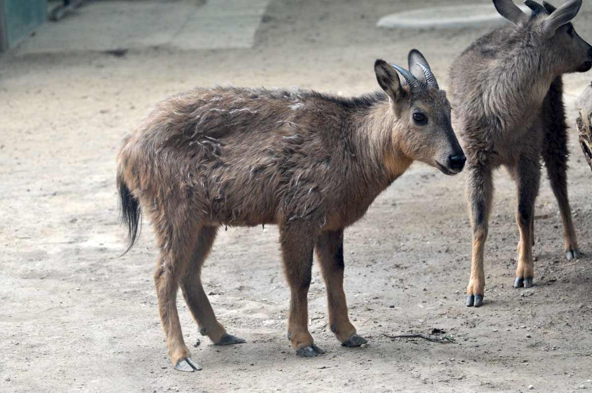 Red goral / Naemorhedus baileyi