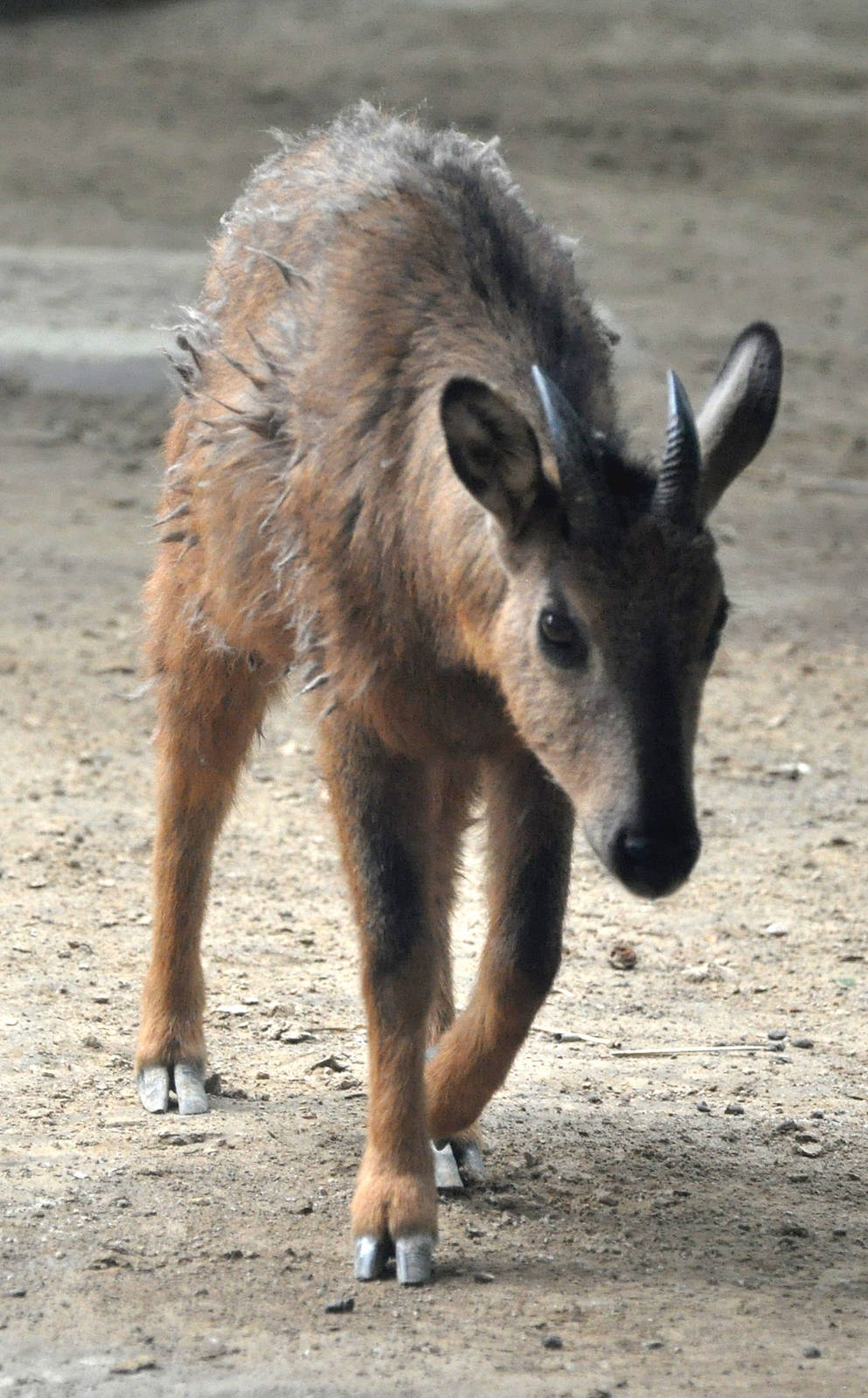 Red goral / Naemorhedus baileyi
