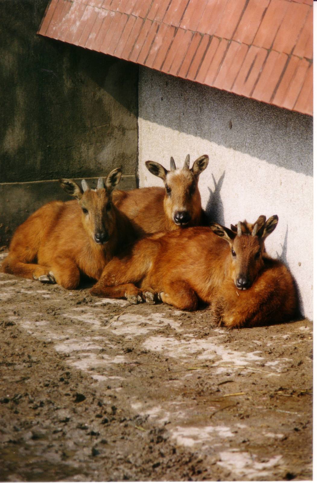 Red Goral - Naemorhedus baileyi