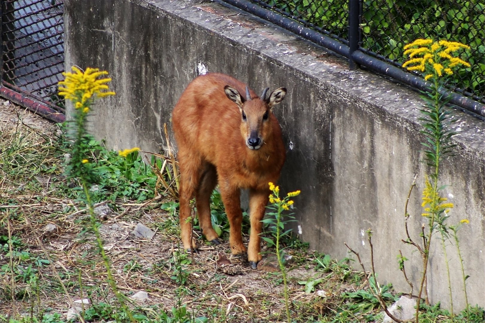 Red Goral (Naemorhedus baileyi)