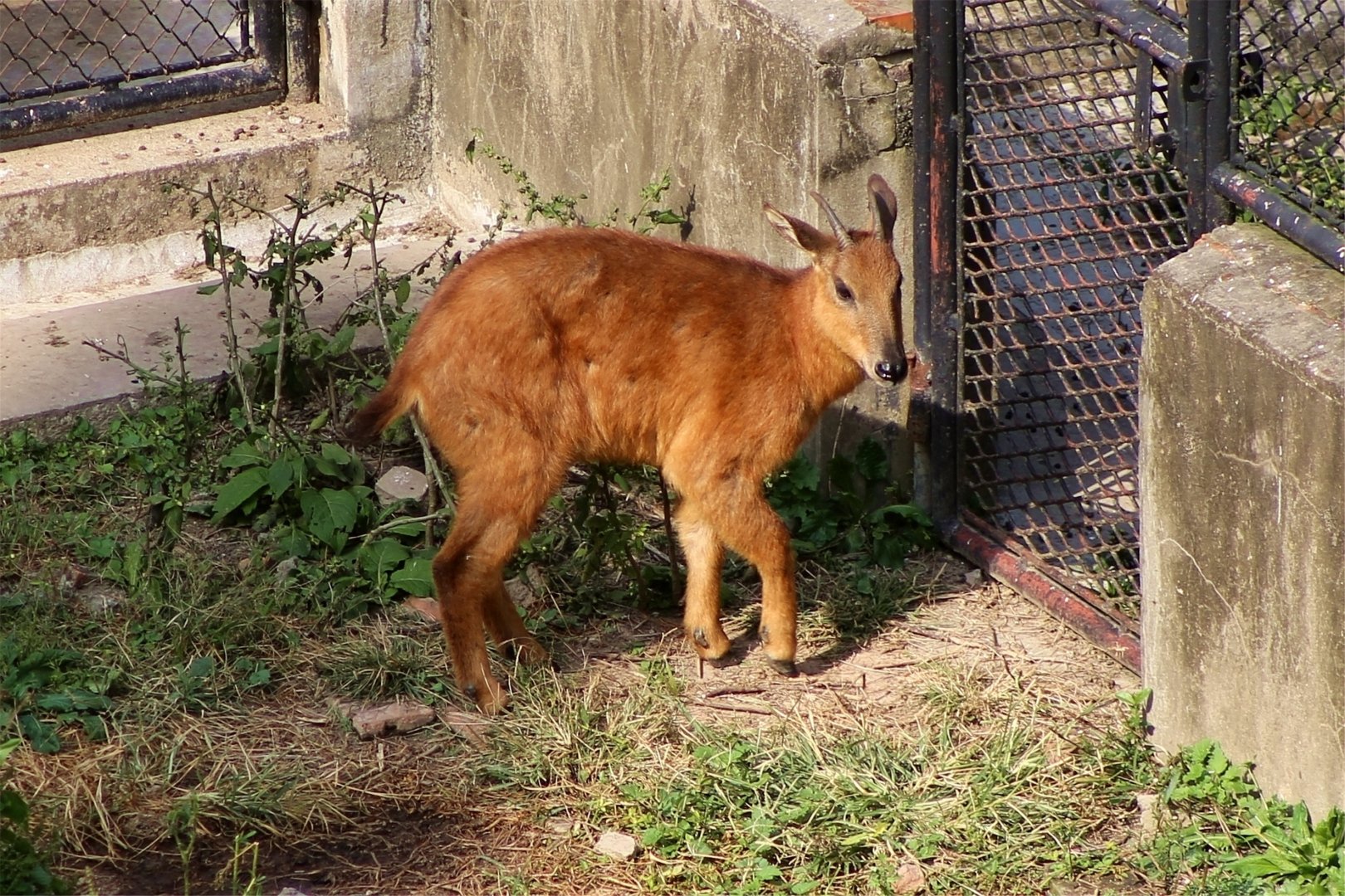 Red Goral (Naemorhedus baileyi)