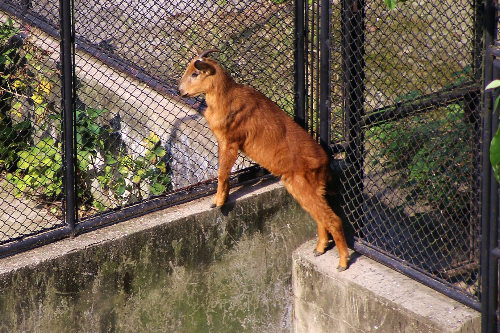 Red Goral (Naemorhedus baileyi)