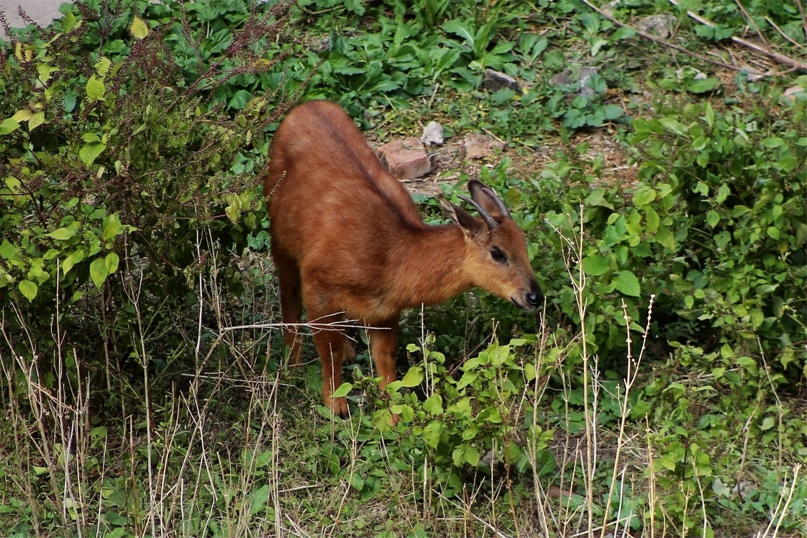 Red Goral (Naemorhedus baileyi)