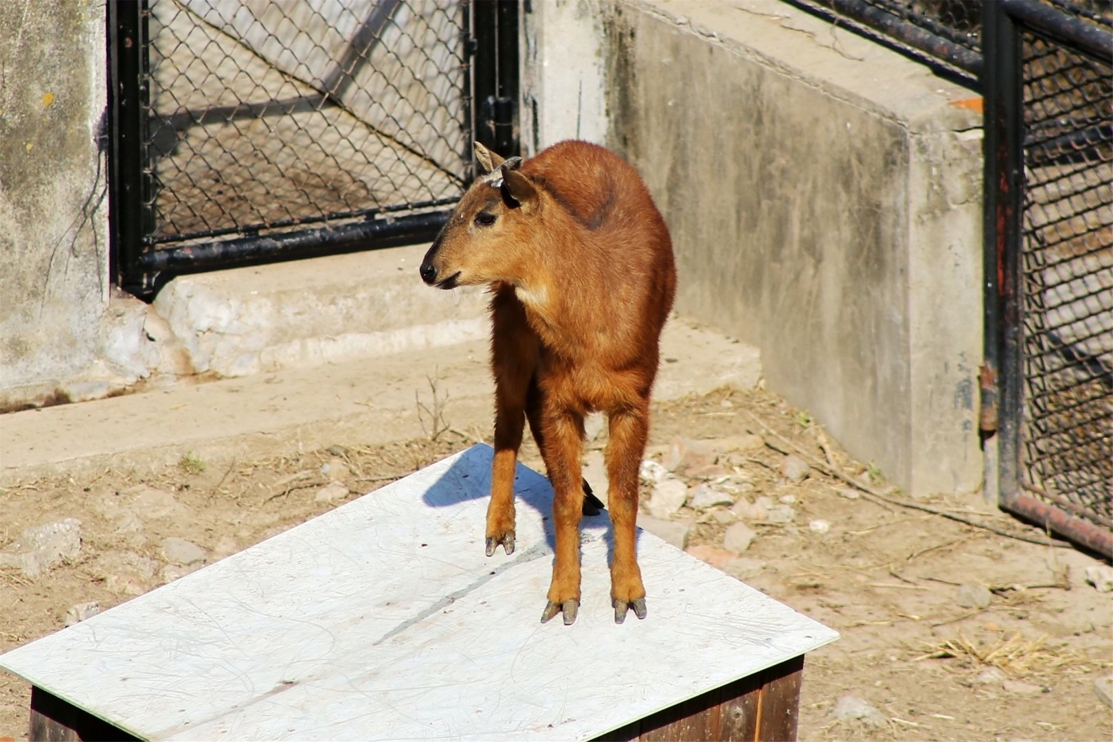 Red Goral (Naemorhedus baileyi)