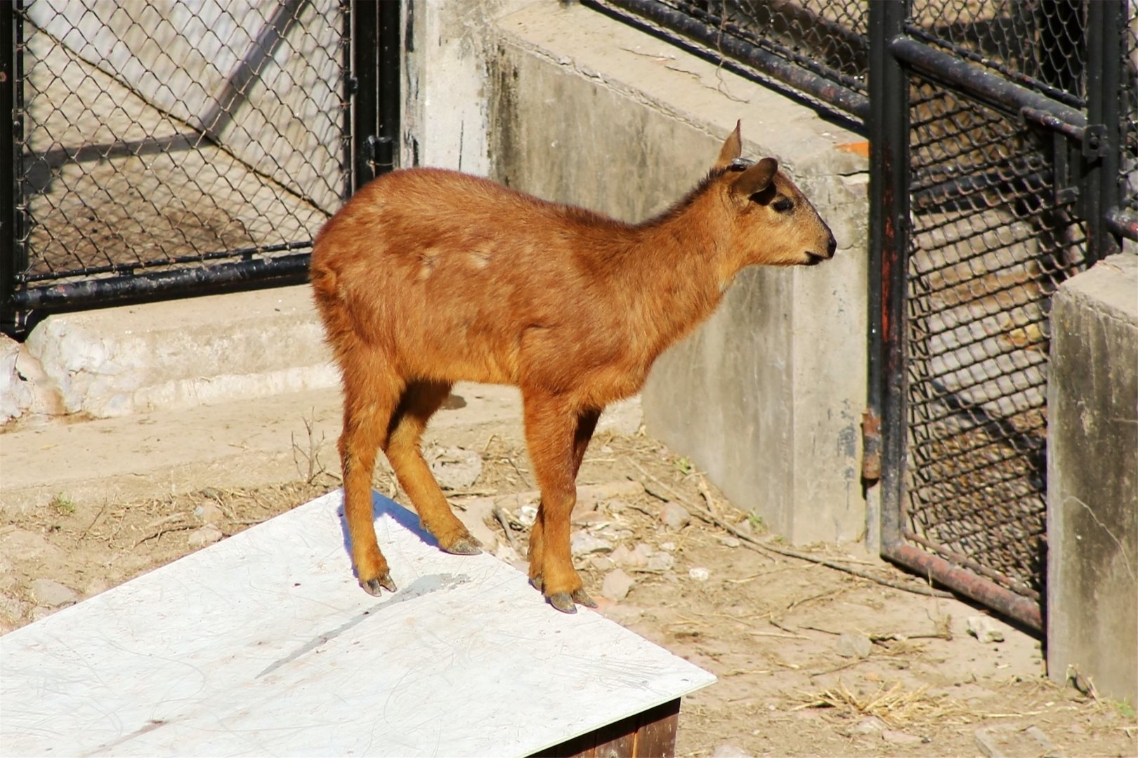 Red Goral (Naemorhedus baileyi)