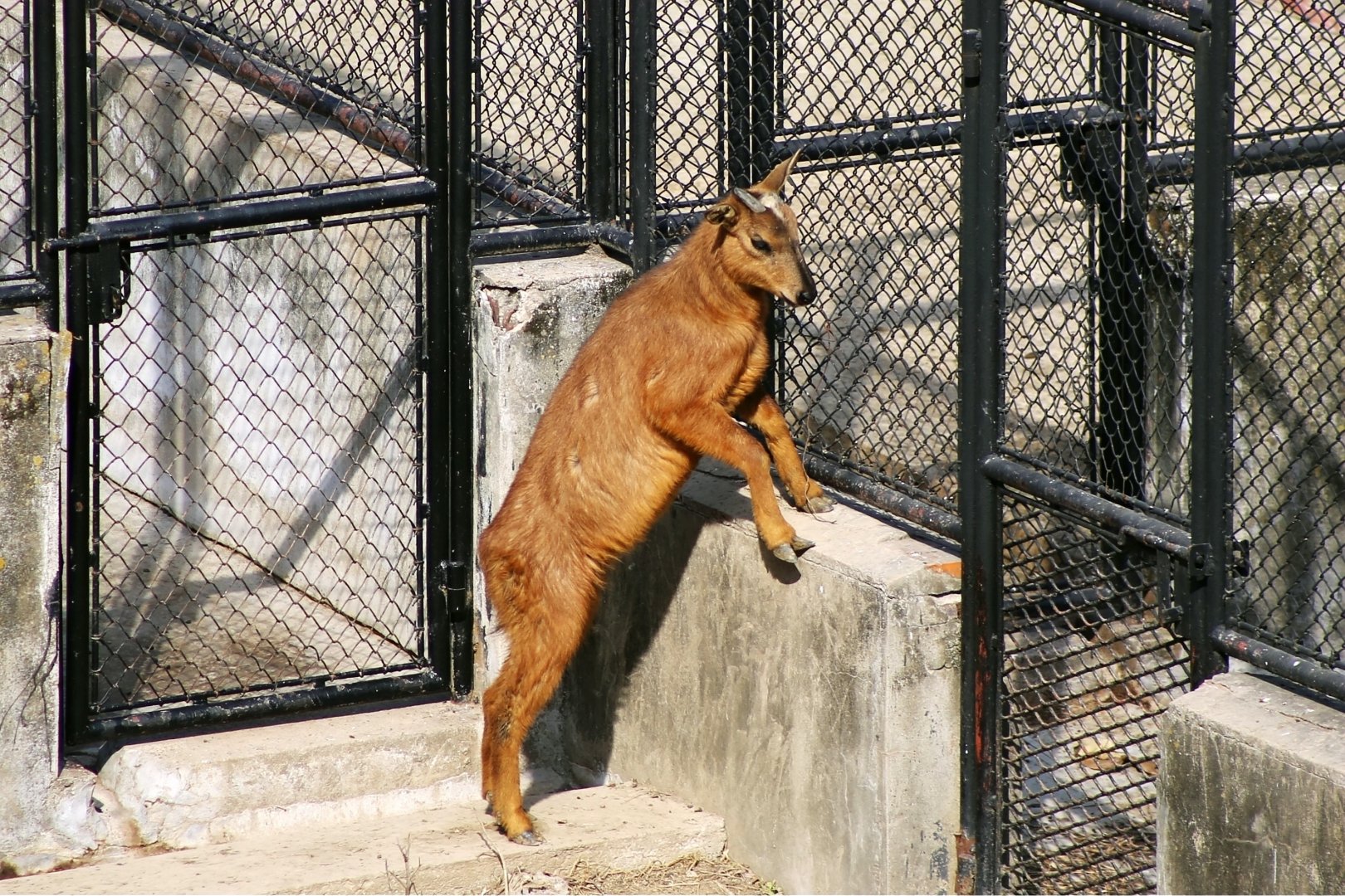 Red Goral (Naemorhedus baileyi)