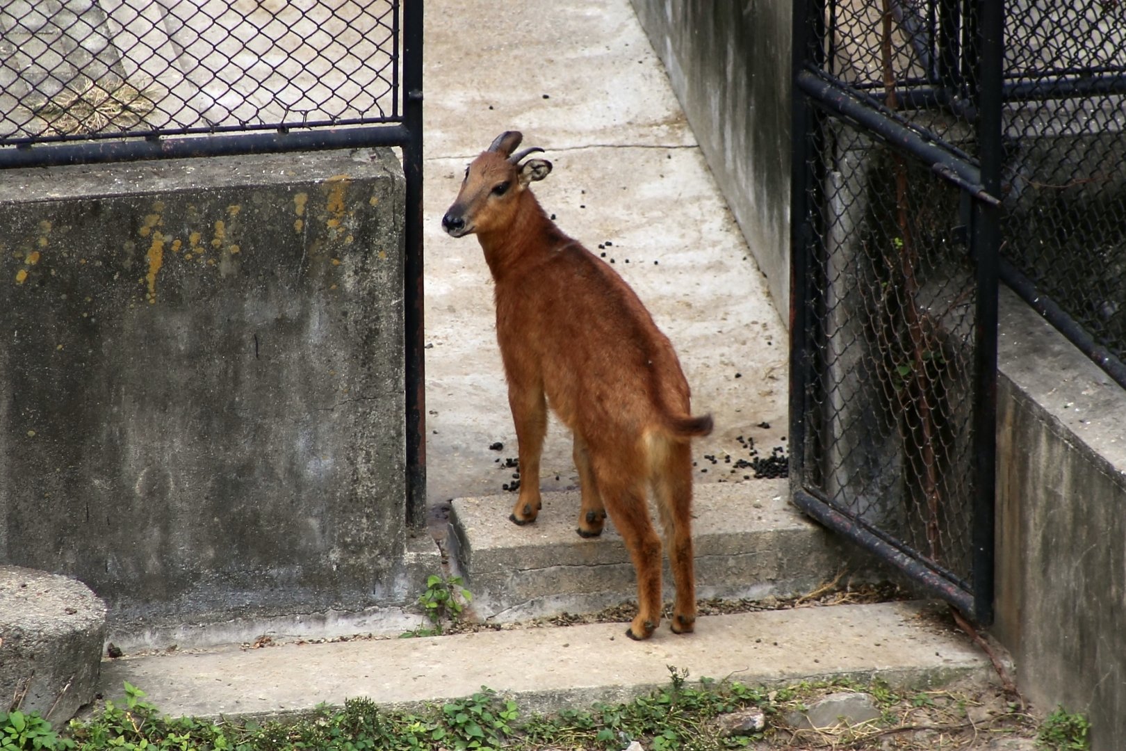 Red Goral (Naemorhedus baileyi)